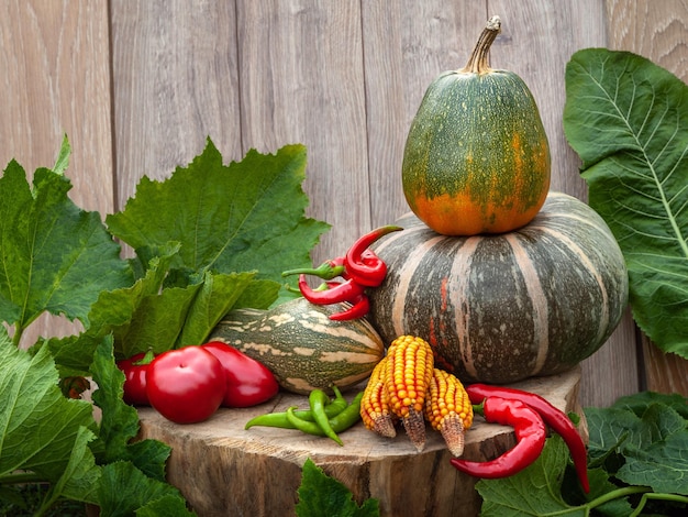 Multicolored pumpkins corn red and green peppers on a background of wood and leaves