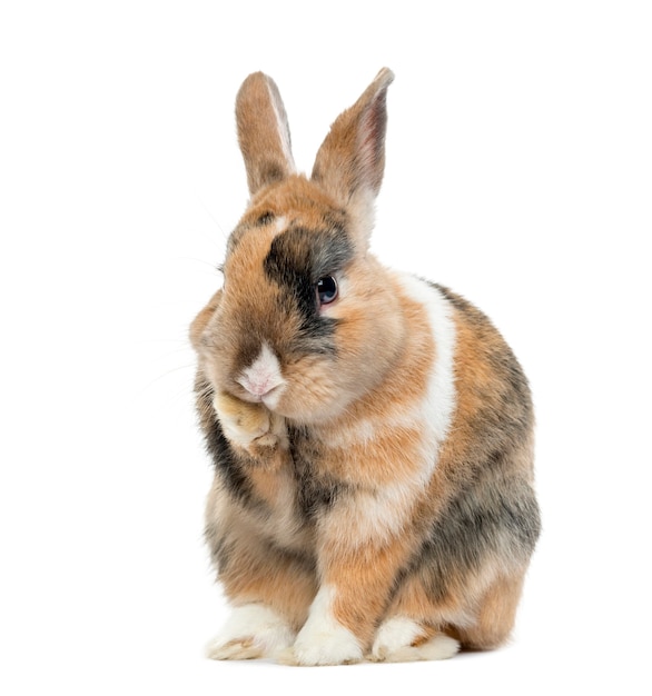 Multicolored Rabbit licking his paws isolated on white