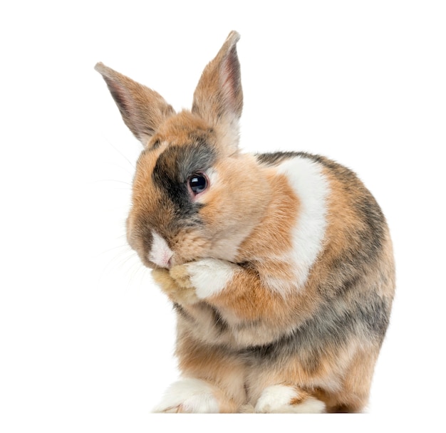 Multicolored Rabbit licking his paws isolated on white