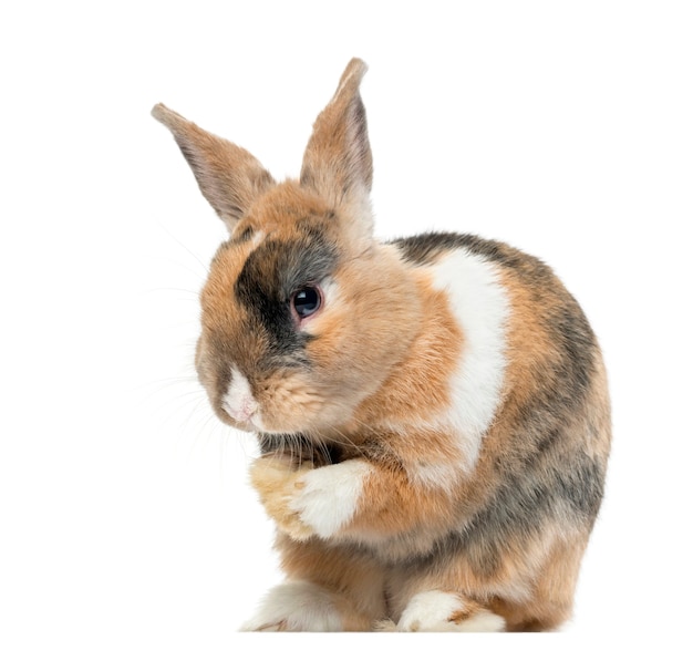 Multicolored Rabbit licking his paws isolated on white