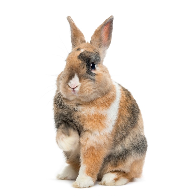 Multicolored Rabbit sitting isolated on white