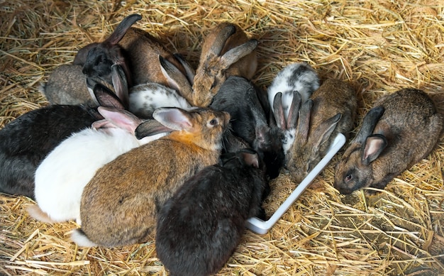 Multicolored rabbits in a zoo cage eat food