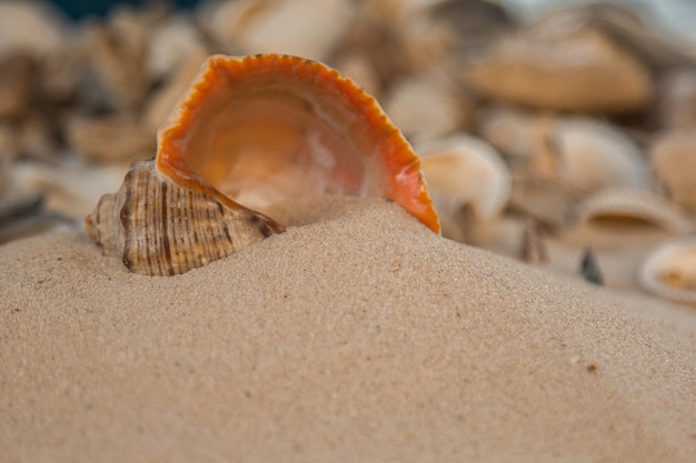 色とりどりの川の貝殻が海の隣の砂の上に無秩序に横たわっています