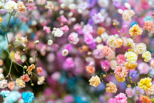 Multicolored small beautiful decorative flowers.