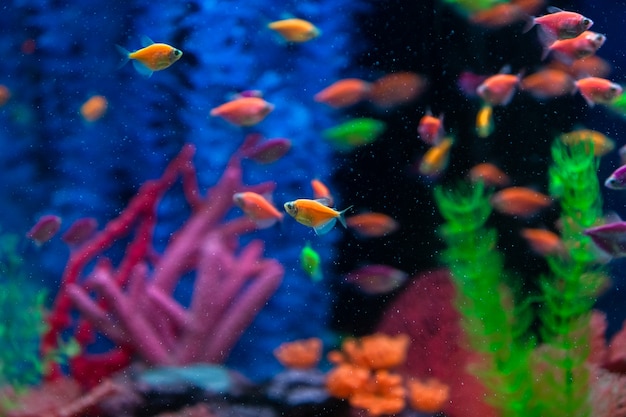 水族館で色とりどりの小魚 魚はternetiaキャラメルまたはブラックテトラと呼ばれます プレミアム写真