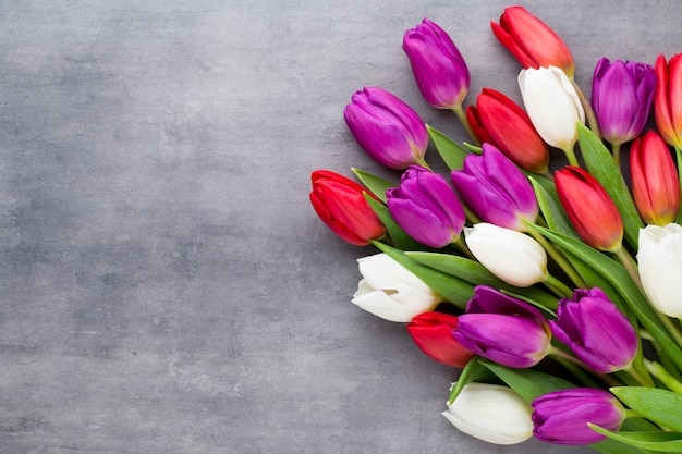 Multicolored spring flowers, tulip on a gray background.