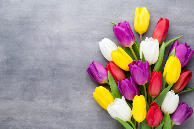 Multicolored spring flowers, tulip on a gray background.