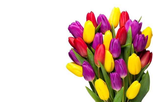 Multicolored spring flowers tulip on a gray background