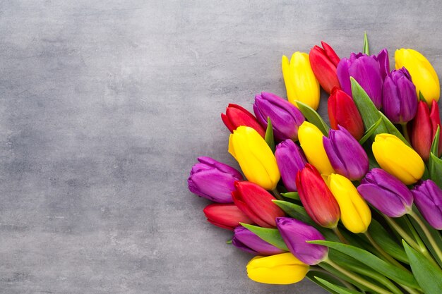 Multicolored spring flowers, tulip on gray.