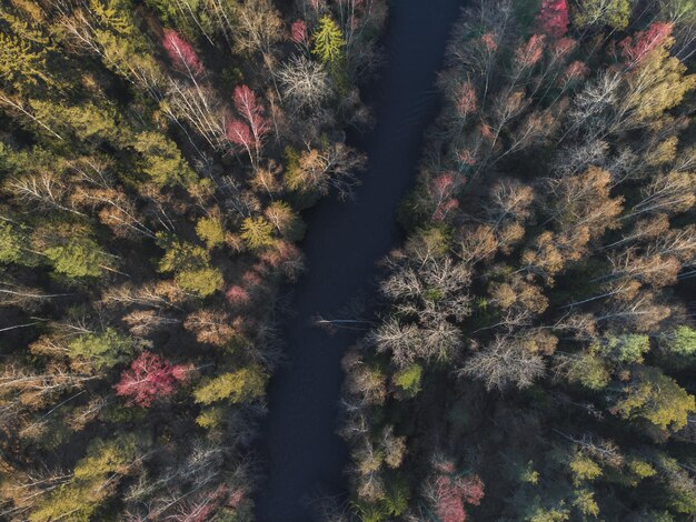 Multicolored trees in the forest Top view