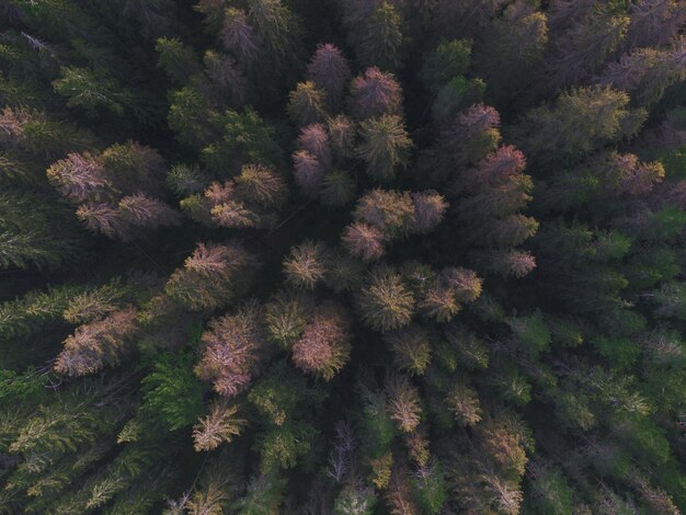 写真 森の中の色とりどりの木々 上面図