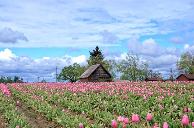 Multicolored tulip field with cloudy sky