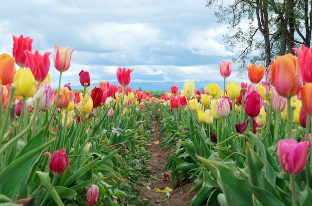 Multicolored tulip field with cloudy sky