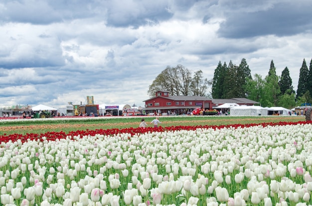 Multicolored tulip field with cloudy sky