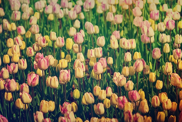 Multicolored tulip flowers