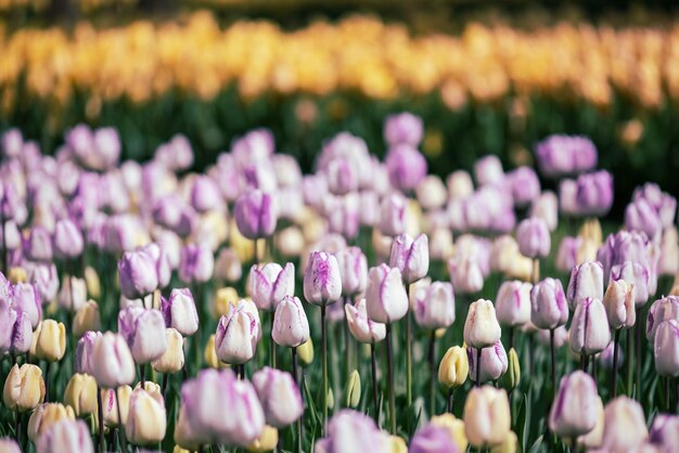 色とりどりのチューリップの花