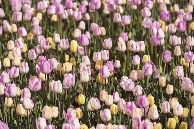 Multicolored tulip flowers