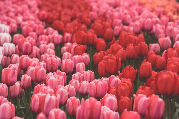 Multicolored tulips field in the Netherlands