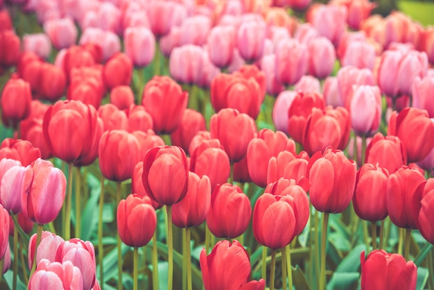 Multicolored tulips field in the Netherlands