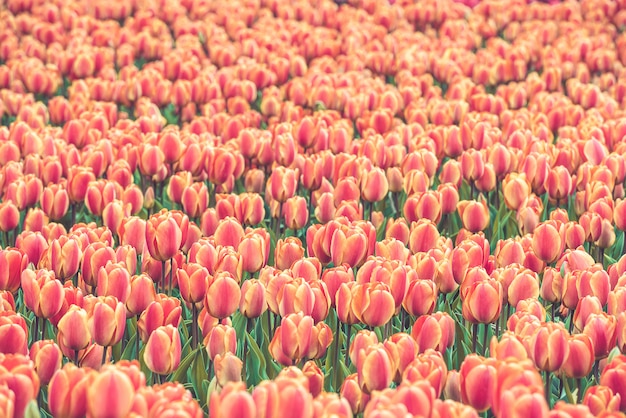 Multicolored tulips field in the Netherlands