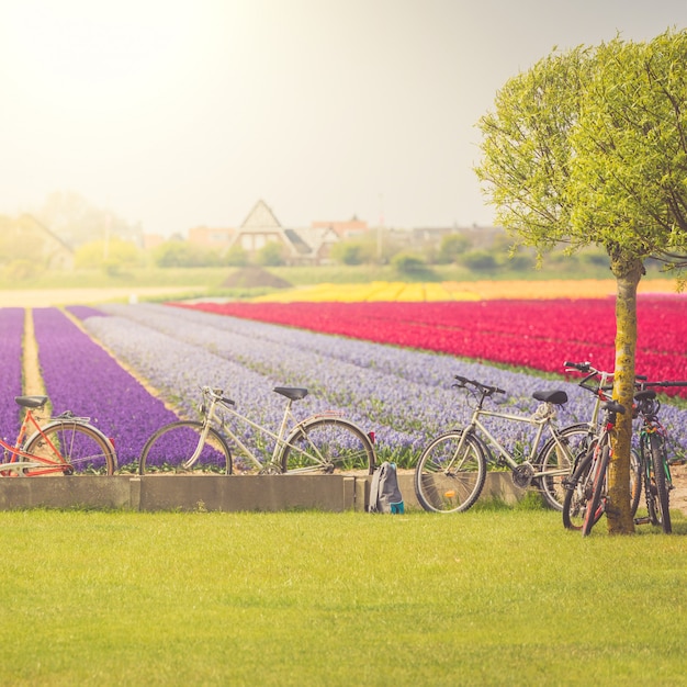 Multicolored tulips field in the Netherlands