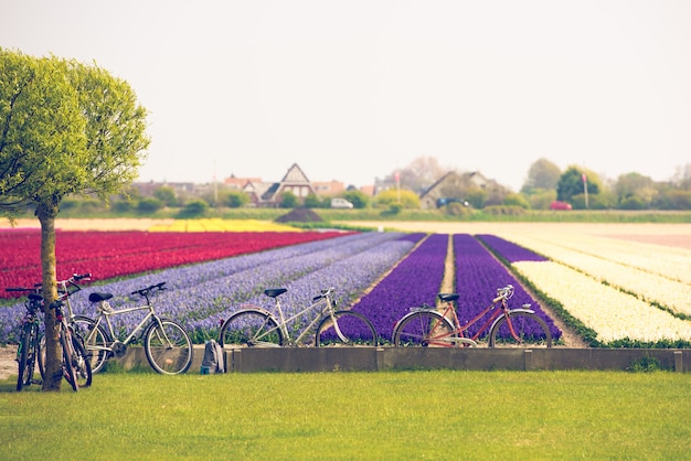 Multicolored tulips field in the Netherlands