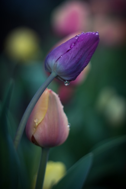 multicolored tulips on a flower bed after the rain