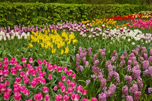 オランダ、キューケンホフ公園の花壇の色とりどりのチューリップ