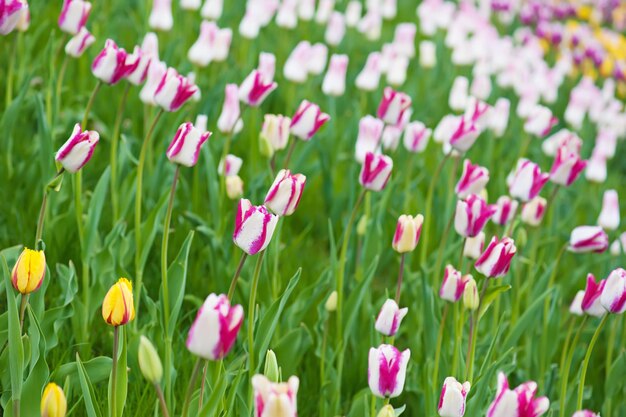 Multicolored tulips