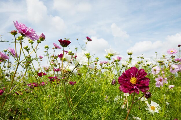 Multicolored wildflowers blossoming in meadow