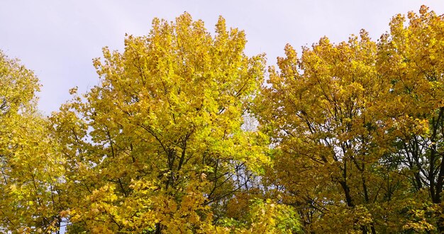 잎이 떨어지는 동안 다채로운 노란색 메이플 잎자루