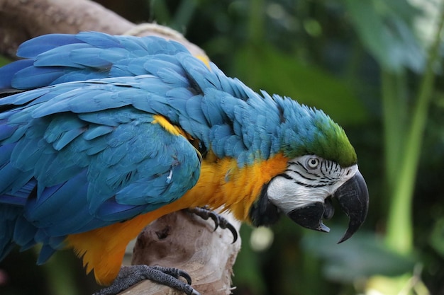 Photo a multicolour parrot