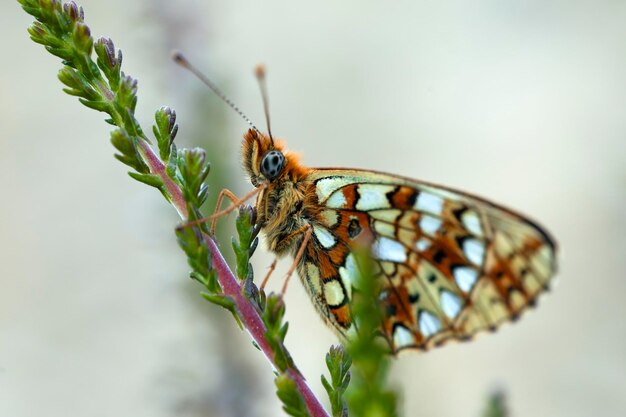 Multicoloured butterfly perched on a reed with green leaves Colourful macro nature photography Copy Space