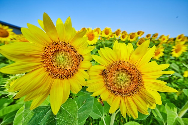 広い野原の花をクローズアップしてヒマワリに受粉する複数のミツバチ