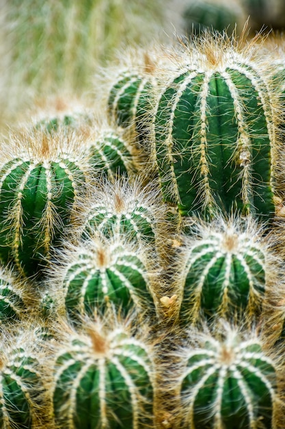 Foto alto vicino del cactus multiplo