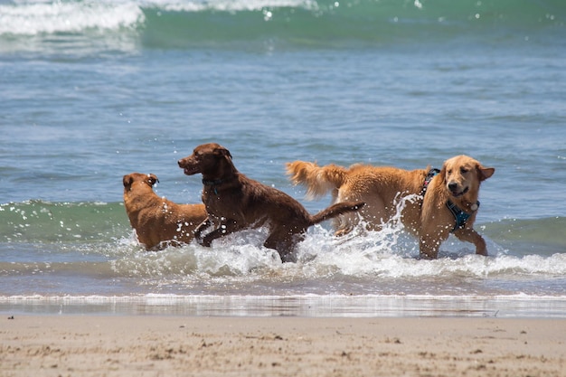 Multiple dogs playing in the water swimming at dog beach