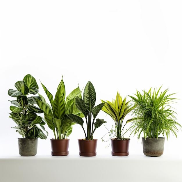 Photo multiple types of houseplants