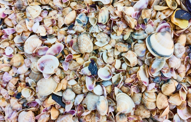 Multitude of seashells on the beach, may be used as background