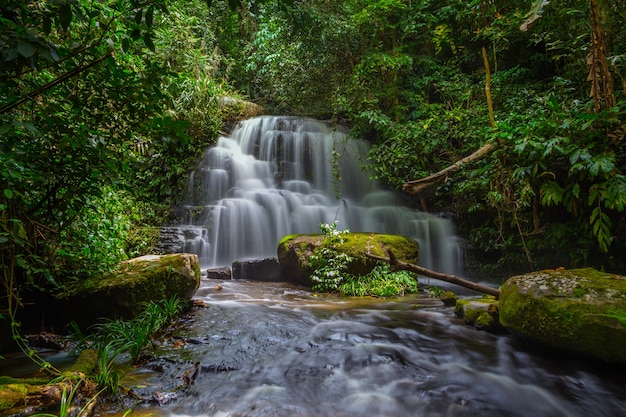 Водопад Mun Dang с розовым цветком переднего плана в Rain Forest