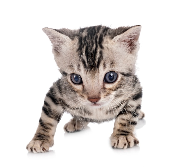 Munchkin bengal cat in front of white background