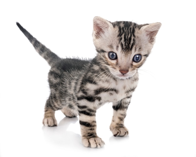 Munchkin bengal cat in front of white