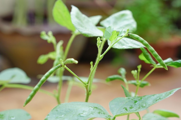 Mung Bean pod is een plant uit de peulvruchtenfamilie