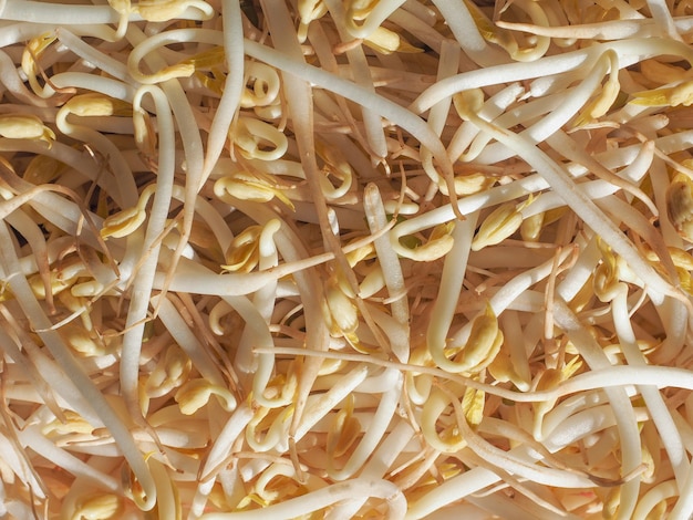 Mung bean sprouts vegetables