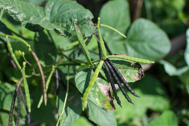 Mung beans in agriculture field