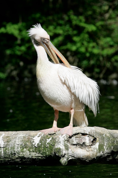 2005년 5월 12일, 동부 백색 펠리칸 (Pelecanus onocrotalus) 이 헨의 헬라브룬 동물원에서 촬영되었다.