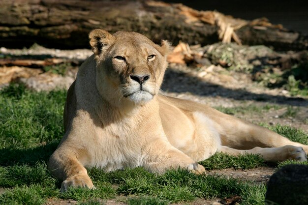 Munich DEU 12 May 2005 Lion lat Panthera Leo picture was taken in the Munich zoo Hellabrunn