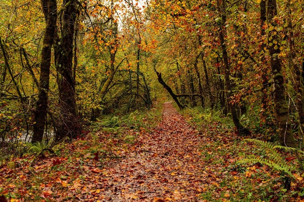 Muniellos comprehensive natural reserve between the councils of Cangas del Narcea and Ibias