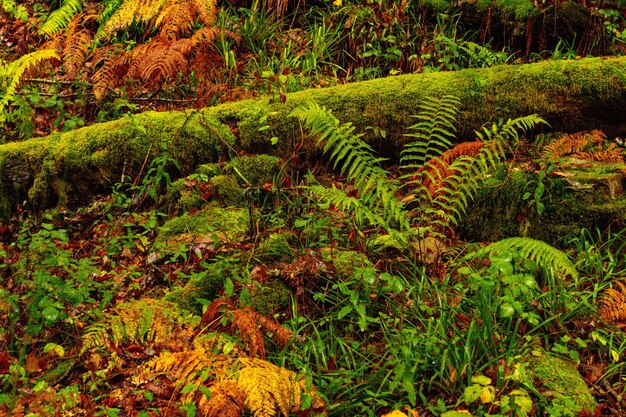 Muniellos comprehensive natural reserve between the councils of cangas del narcea and ibias