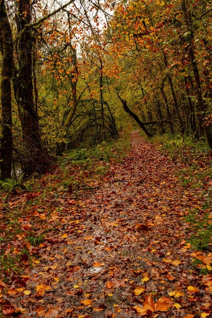 Muniellos comprehensive natural reserve between the councils of Cangas del Narcea and Ibias