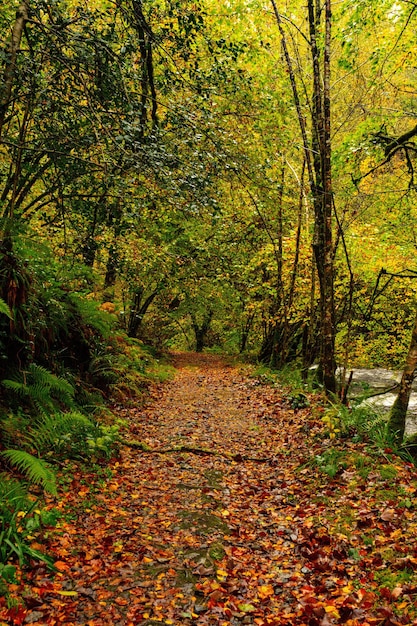 Muniellos uitgebreide natuurreservaat, tussen de gemeenten van Cangas del Narcea en Ibias.